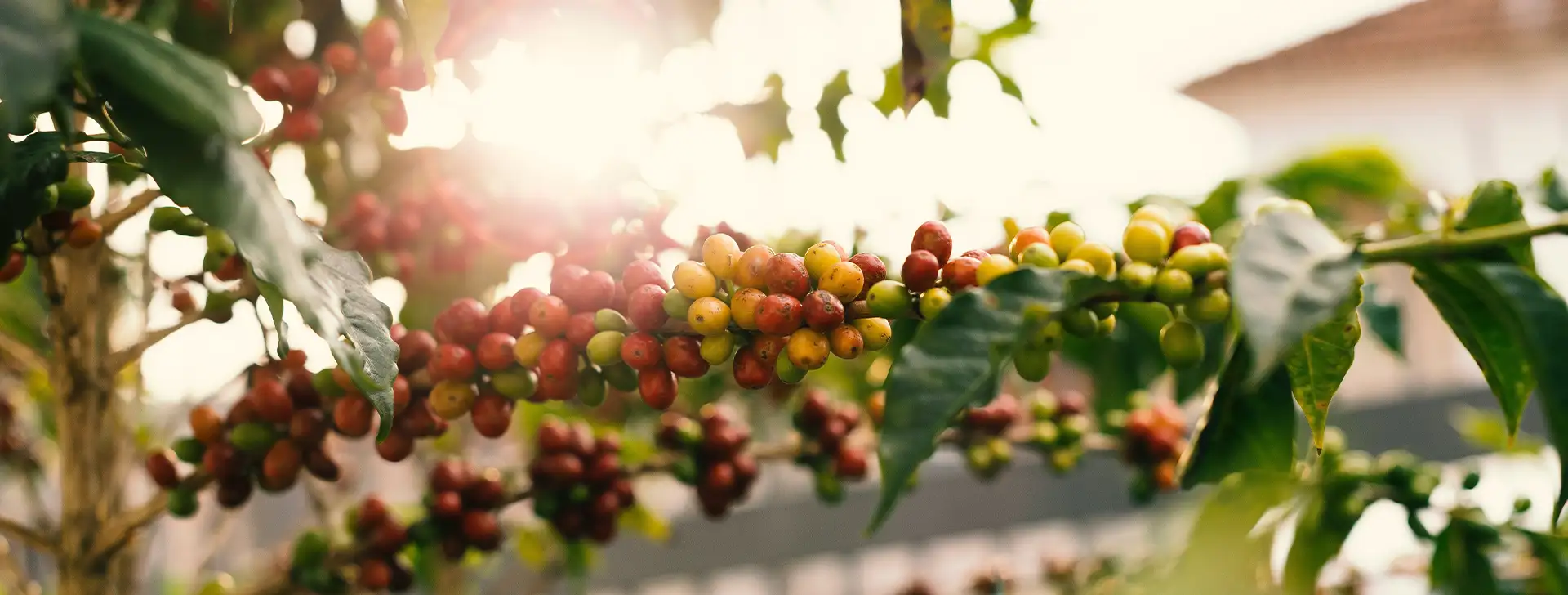 Types of Coffee Beans & Their Characteristics